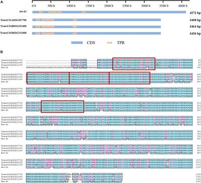 Identification of Rice Blast Loss-of-Function Mutant Alleles in the Wheat Genome as a New Strategy for Wheat Blast Resistance Breeding